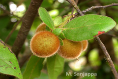 Diospyros saldanhae